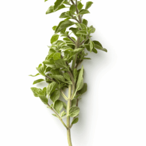 Orégano
