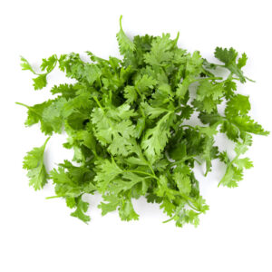 Culantro